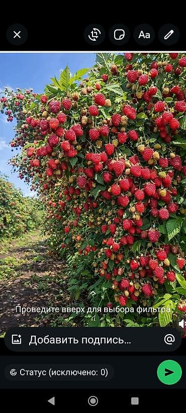 ягода малина: Саженцы малины (Геракл сорт)
продается 15сом. шт с. Беловодское — 3