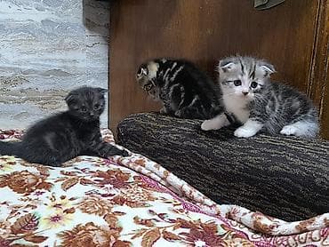 для кота: Продам котят !!! порода - скотиш фолд котята чистокровные, все — 5