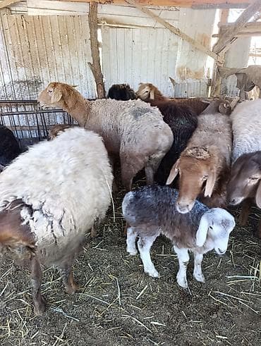 сена туки: Продаю | Овца (самка) | Эдильбаевская | Для разведения | Матка — 6