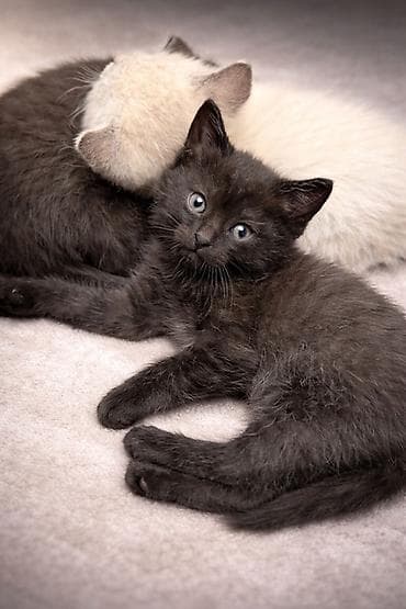 животные живые: 2 месяца, Мальчик, Черный, Приучена к лотку — 2