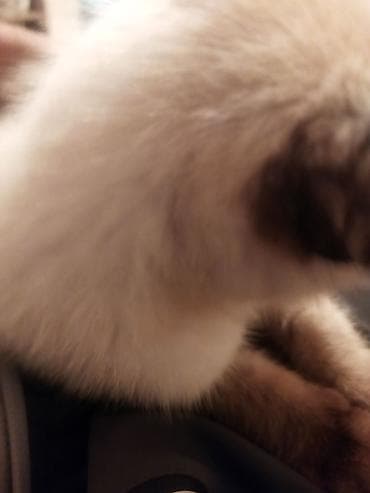 коша: Котёнок с окраском колор‑пойнт (светлый корпус, тёмные лапки, хвост — 2