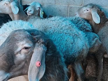 Үй жаныбарлары үчүн товарлар: Сатам | Кочкор (эркек) | Гиссар | Союуга — 4