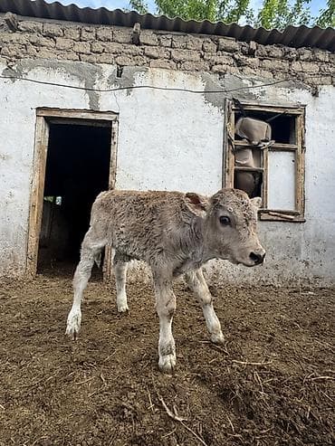 коровы симентал: Продаю | Музоо, торпок | Полукровка | На откорм | Искусственник — 2