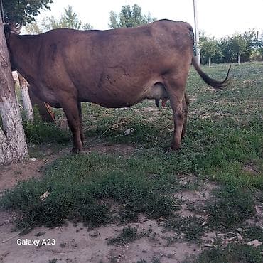 продаю коровы: Продаю | Корова (самка) | Для молока | Привязанные — 4
