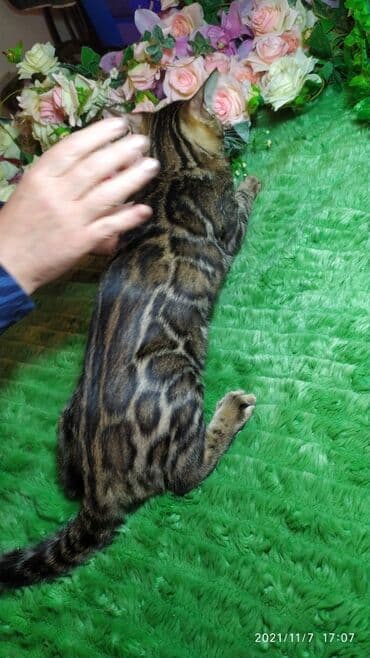 купить породистых котят: Шикарные бенгальские котята 3-4мес. Лучший подарок для любящего — 8