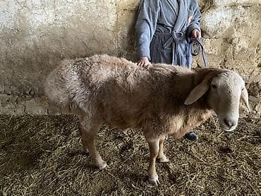 Мышыктар: Сатам | Кочкор (эркек) | Гиссар, Арашан | Көбөйтүү үчүн — 2