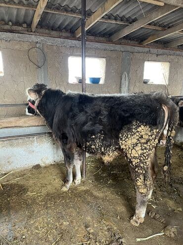 Продаю | Бык (самец) | На откорм | Искусственник at lalafo.kg Продаю | Бык (самец) | На откорм | Искусственник