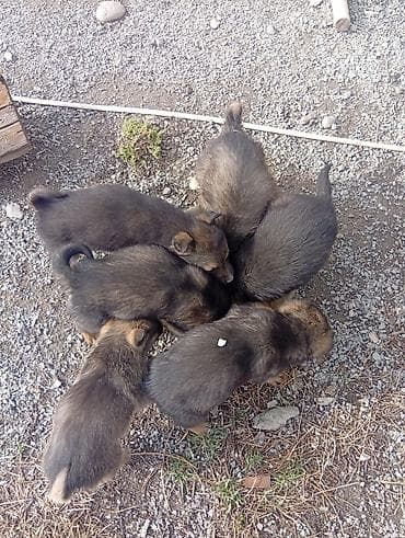 Собака даром: Дворняжка, 1 месяц, Самец at lalafo.kg Собака даром: Дворняжка, 1 месяц, Самец