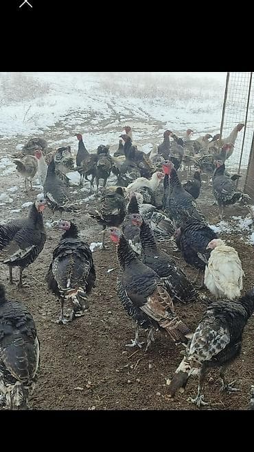 Продаю | Индюшка (самка) | Северокавказская | Для разведения | Племенные