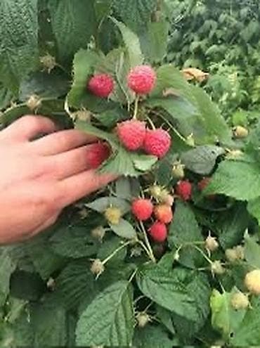 карейкая апаловка: Саженцы малины сорт полька — 2