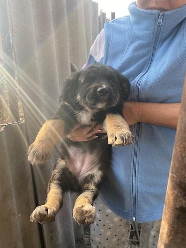 Вязка собак: Щенки смешанных пород Только ответственным и любящим собак людям! — 2