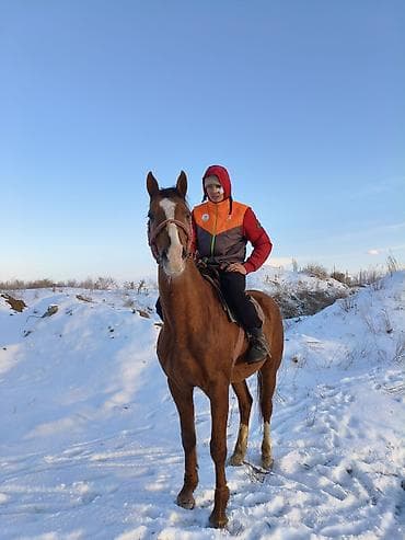 жорго жылкы: Сатам | Жылкы (эркек) | Аргын | Ат спорту — 1