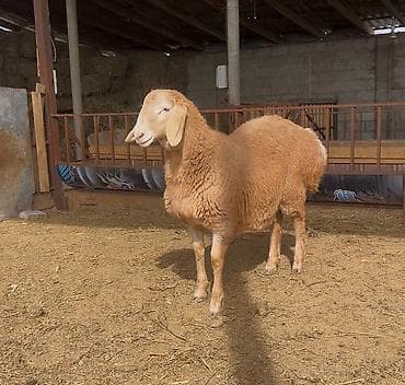 кочко: Продаю | Овца (самка), Ягненок, Баран (самец) | Для разведения | Племенные — 1