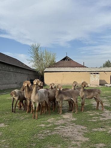 агрегат для стрижки овец: Продаю | Ягненок | Для разведения | Племенные — 6