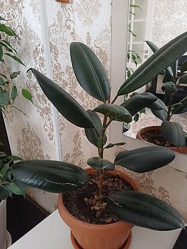 Каланхоэ: Комнатные растения в горшках 1) Аспидистра (Aspidistra elatior) - — 6