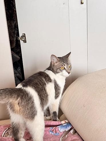 экзотическая кошка: Кошка даром: Экзотическая, 8 месяцев, Девочка — 4