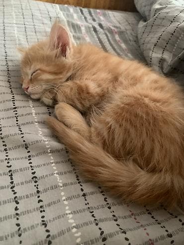 кошачье молоко: Мейн-кун, 1 месяц, Мальчик, Рыжий, Приучена к лотку — 1