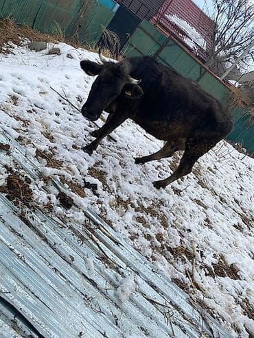 4 5мм: Сатам | Уй (ургаачы) | Алатоолук | Көбөйтүү үчүн — 4