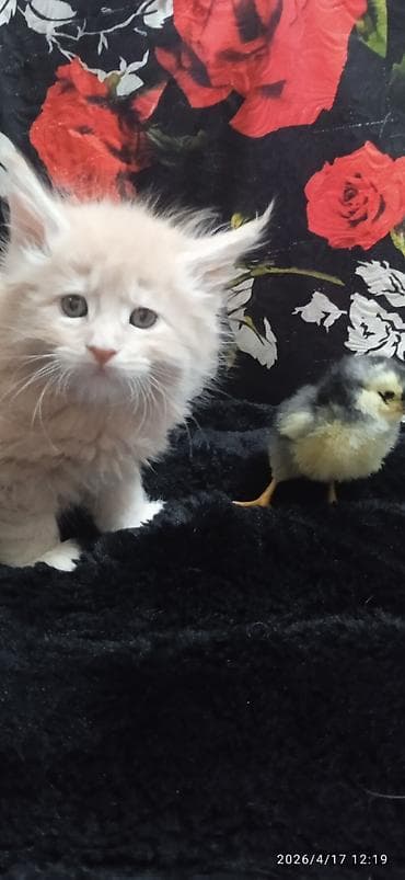 кукуруз продаю: Мейн-кун, 1 месяц, Мальчик, Приучена к лотку — 6