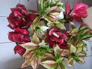 растения аквариумные купить: Другие комнатные растения — 1