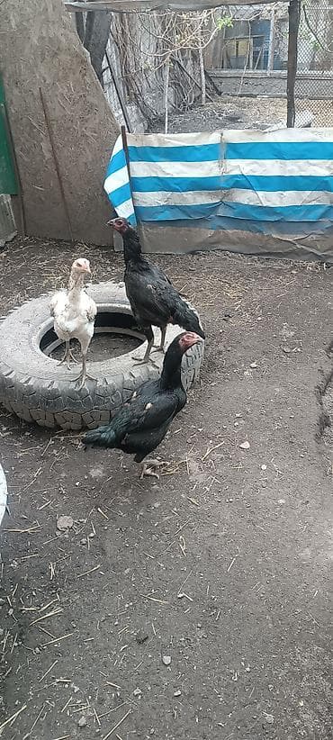 цыплята суточные цена: Продаю курей Бойцовые. цена 3000 сом за одну — 3