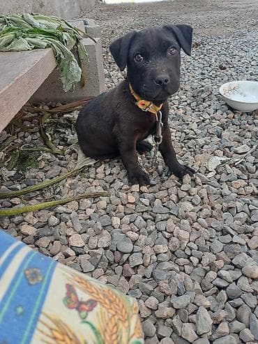 бенгальская домашняя кошка: Щенок, лабрадор Особенности: - Дружелюбный, ориентирован на — 1