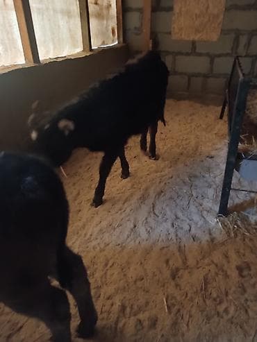 Продаю | Музоо, торпок at lalafo.kg Продаю | Музоо, торпок