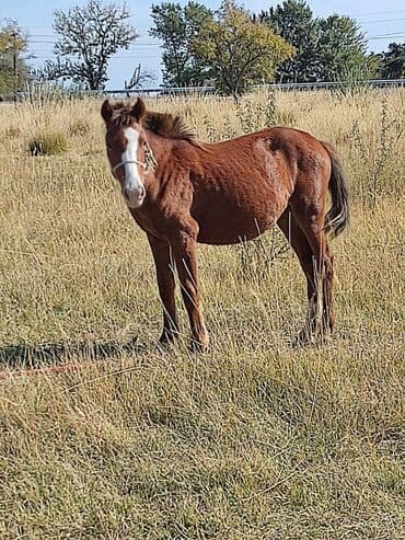 домик для котенка: Сатам | Жылкы (эркек) — 1