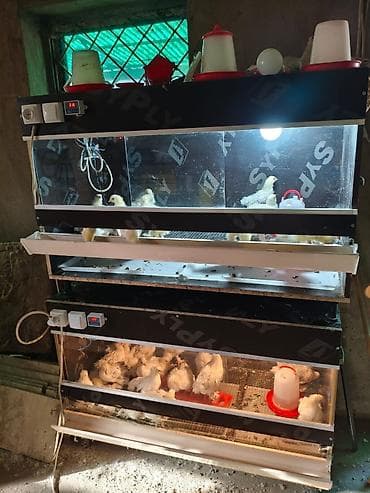цыплята брам: Продаю | Цыплята | Брама | Для разведения — 9