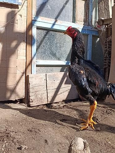 куры несушки: Петух породы дакан бойцовый тип (по внешним признакам) — 5