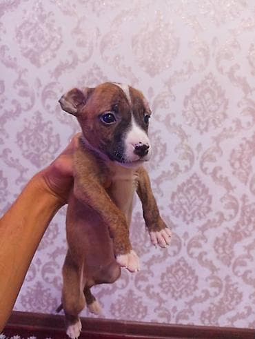 купить овчарку: Питбуль, 1 месяц, Самка — 1