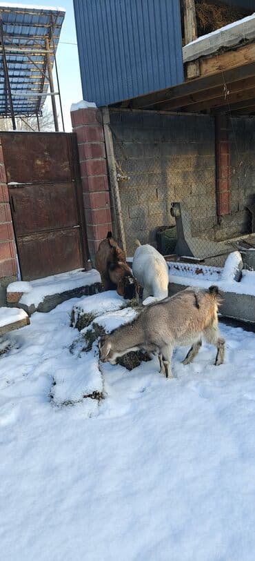 Продаю | Козёл (самец) | Полукровка | Для разведения | Племенные