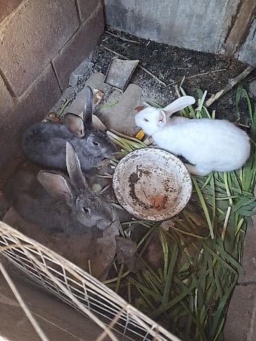 кошка в бишкеке: Продаю | Крольчата | Для разведения — 1