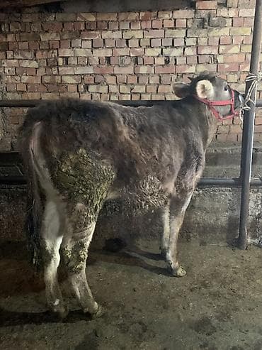 А/ч жаныбарларын сатам: Сатам | Кунаажын | Швиц | Сүт алуу үчүн — 3