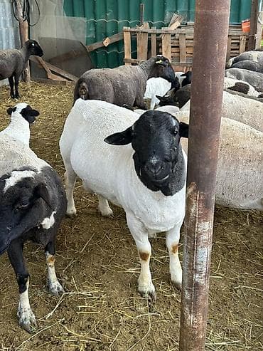 мука рыбная купить: Продаю | Баран (самец) | Для разведения | Племенные — 1