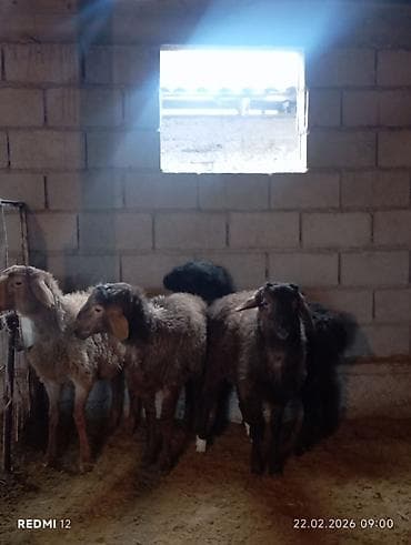 гуся: Продаю | Овца (самка) | Полукровка | На забой | Ярка — 6