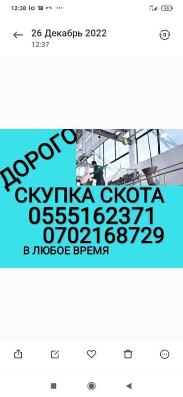 Куплю | Коровы, быки, Лошади, кони | Круглосуточно, Любое состояние, Забитый at lalafo.kg Куплю | Коровы, быки, Лошади, кони | Круглосуточно, Любое состояние, Забитый