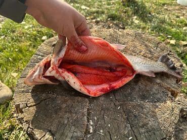 Балыктар: Продаётся радужная форель 1,2 - 1,6 кг. Вода проточная, рыба без — 3