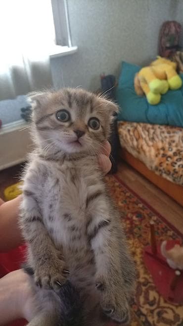 котята балыкчы: Вислоухие котята в добрые руки. - Порода/тип: домашние вислоухие — 9