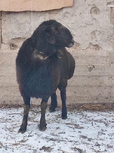 латки для яиц: Продаю | Баран (самец) | Арашан | Для разведения | Племенные, Осеменитель — 2