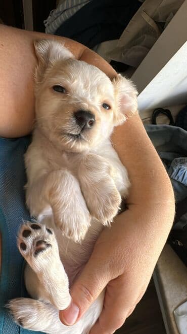 сколько стоит собака золотистый ретривер: Кокер-спаниель, 1 месяц, Самец — 11