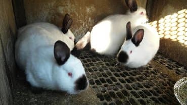 декоративные заборы: Кролики — 13