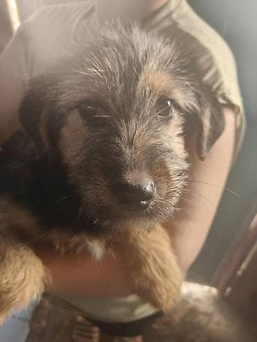 sobaka dog: Собака даром: 5 месяцев, Самка — 3