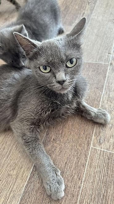 Кошки: Котята и взрослая кошка серого окраса. На фото — несколько домашних — 4