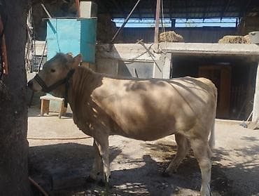 Продаю | Тёлка | Для разведения | Привязанные