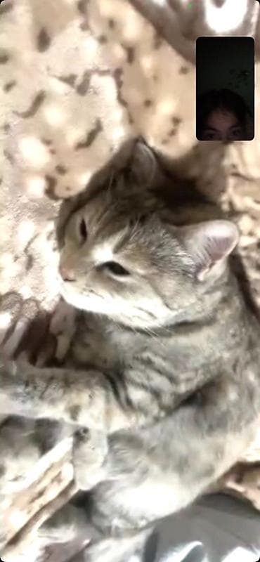 Продажа кошек: Пропала : Беспородная, Девочка — 8