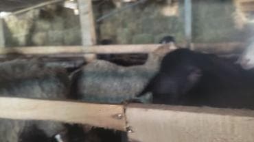 ячмень дмитриевка: Продаю | Баран (самец) | На забой — 1