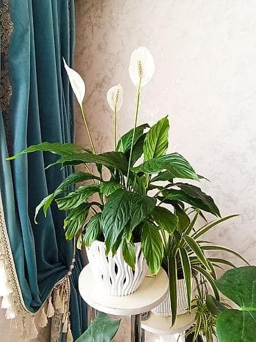 продаю туль: Гаршогу менен — 2