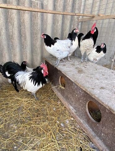 где можно купить молодых кур несушек: Продаю | Петух, Куры — 1