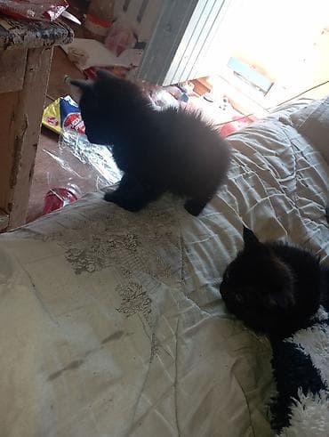 Беспородная, 1 месяц, Мальчик, Черный, Приучена к лотку